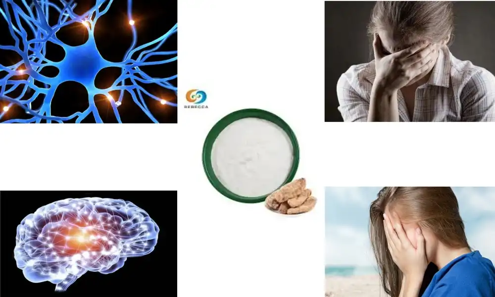 What Is Gastrodin Extract? Key Facts for Manufacturers What Is Gastrodin Extract? Key Facts for Manufacturers